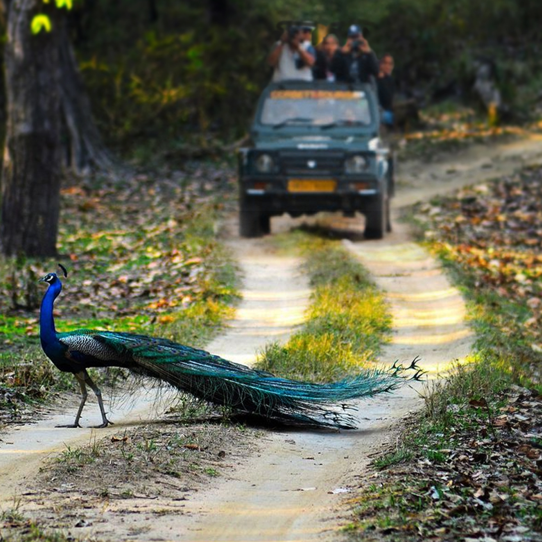 Kanha national park